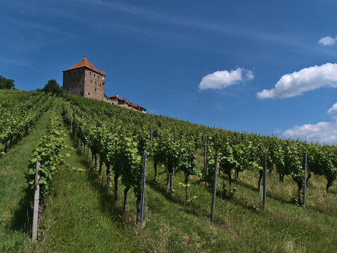 Low angle view of historic medieval castle Burg Wildeck in Baden-Württemberg, Germany, located on the top of vineyard hill with green leaves, in summer season with blue sky.
