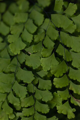 Green leaves bunched together and forming a beautiful green pattern