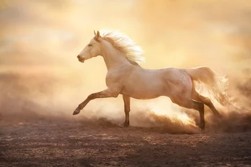 Foto op Plexiglas Paard paard in het veld