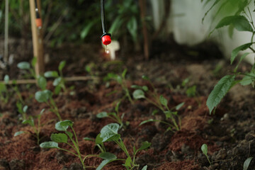 Droplets from the drip irrigation system used to water the young plants of  kitchen garden plants.