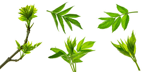 Green elderberry twigs. Spring. Medicinal plant. For floral decoration. green leaves . Isolated.