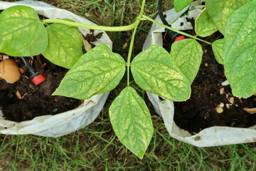 Leaves of the ivy family that are downy mildew.