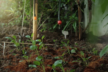 Droplets from the drip irrigation system used to water the young plants of  kitchen garden plants.