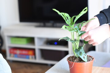 arranging the leaves of a monstera houseplant