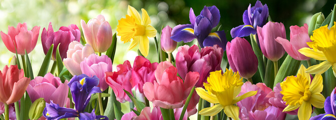 Different flowers: tulips, irises and yellow narcissus on a blurred botanic background