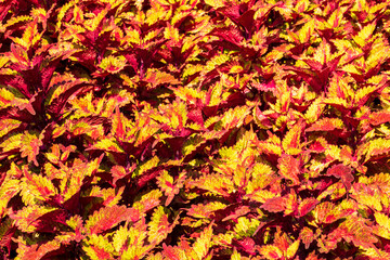 A bed of coleus are packed closely together in a Durham formal garden. the intensely colored foliage make an interesting and colorful textured backdrop. 