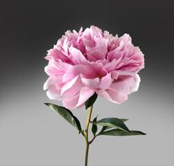 Blossoming pink peony flower on a stem with green leaves isolated ona gray background