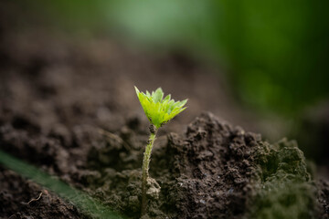 small green sprout. Concept: farming, gardening, eco food, healthy lifestyle