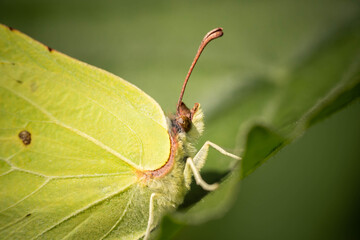 light green fluffy butterfly on a leaf, close-up