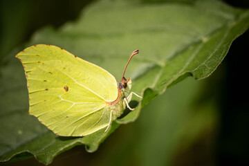 light green fluffy butterfly on a leaf, incredible wildlife