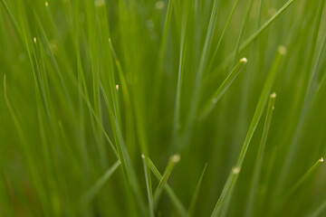 Fototapeta na wymiar Selective focus image of a pattern and background formed by green grass 