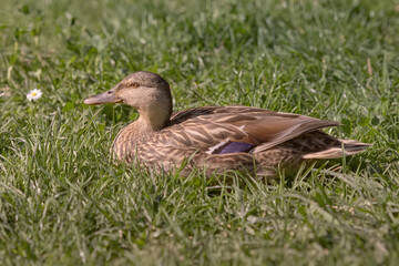 Female wild mallard duck in the grass
