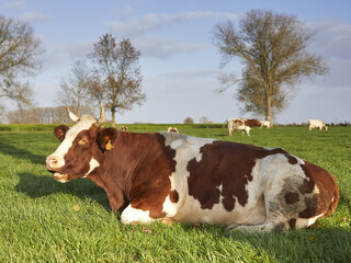 Fototapeta na wymiar Brown white milk cow in the meadow