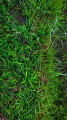 green grass background