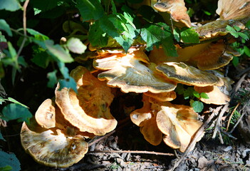 champignons