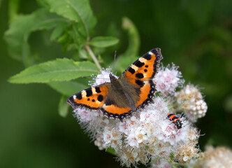 Fototapeta na wymiar Small Tortoiseshell Butterfly (Aglais urticae) on spirea flowers. This is one of the brightest and most colorful representatives of day butterflies. Nettle is one of the food plants of the caterpillar