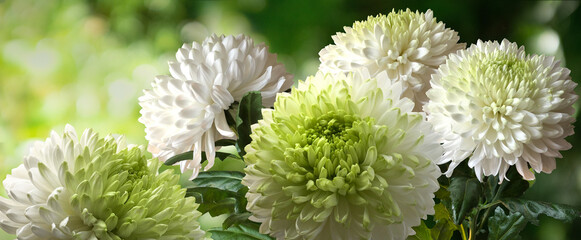 Bouquete of white-green chrysanthemums on a blurred botanic background