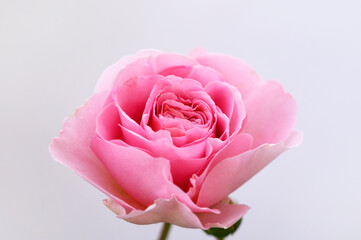 Beautiful pink rose on white background. Front view.