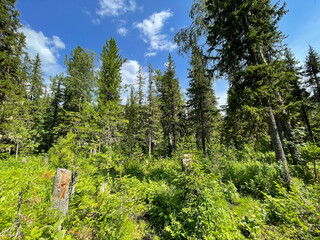 The forest zone when climbing the Dyatlov pass. Russia, Northern Urals © irinabal18