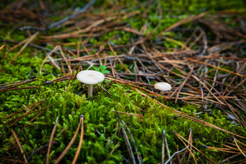 Poisonous mushrooms in the forest on the ground among pine needles, moss and grass.