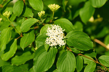 Bl&uuml;ten des Roten Hartriegel (Cornus sanguinea)