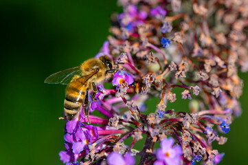 Close up from a honeybee (Apis mellifera) on buddleia blossoms in the sunshine.