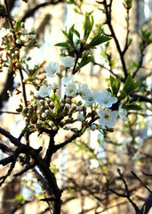 apple tree blossom