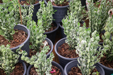 Fototapeta na wymiar Tropical plant pot sale in green market