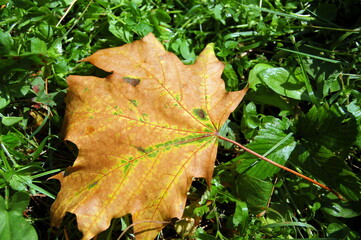 autumn leaves on the grass