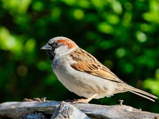 Spatz im Gr&uuml;nen