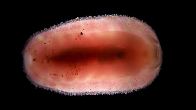 Mollusca-chiton, class Polyplacophora under microscope. feeds on algae, bryozoans. Found on rocks, boulders, or in rock crevices. Barents Sea