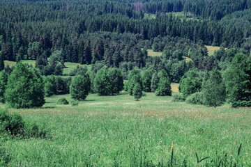 Fototapeta premium The beautiful nature in the place of the lost village Stodulky at Sumava, Czech republic