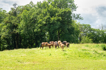 A herd of grazing horses in the Swiss Jura mountains