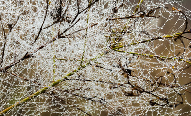 Spider web on the branches of dry plants.