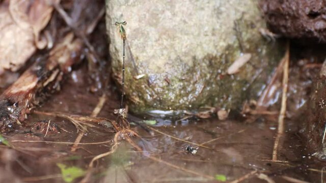 dragonflies that are mating and laying eggs