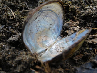 open shell of Margaritifera margaritifera mussle in malse river czech republic  freshwater pearl mussel endangered species of freshwater mussel, an aquatic bivalve mollusc in the family Margaritiferid © Michaela Holubová
