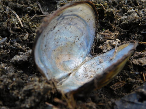 open shell of Margaritifera margaritifera mussle in malse river czech republic  freshwater pearl mussel
endangered species of freshwater mussel, an aquatic bivalve mollusc in the family Margaritiferid