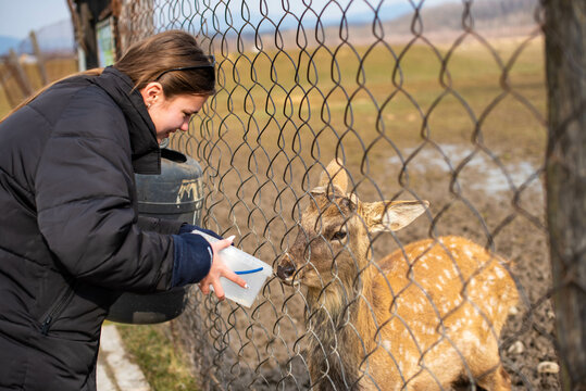 Cute teenage girl feeding deer in farm : Closeup