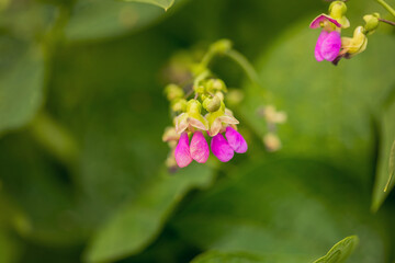 Purple flowers on a green background. Flowering green beans. Agriculture. Copy space.