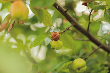 Spoiled fruit hangs on a branch. Rotten apple on the tree. Agriculture. Gardening. Fruit disease. Copy space.