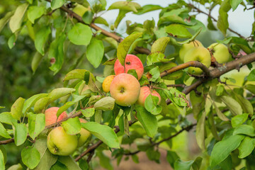 Red ripe apples hang on a branch with green leaves. Fruit, fruit tree. Gardening. Harvesting. Summer concept.