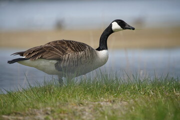 Kanadagans auf einer Wiese nahe eines Sees im frühen Frühling (Branta canadensis)