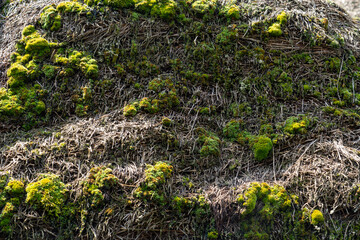 moss on the roof of rural house