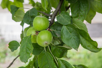 Branch with green apples.