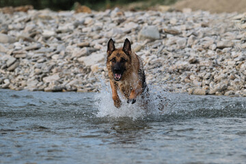 Walk with pet by pond. Beautiful German Shepherd dog of black and red color runs along river with happy muzzle and splashes fly in different directions from under paws.