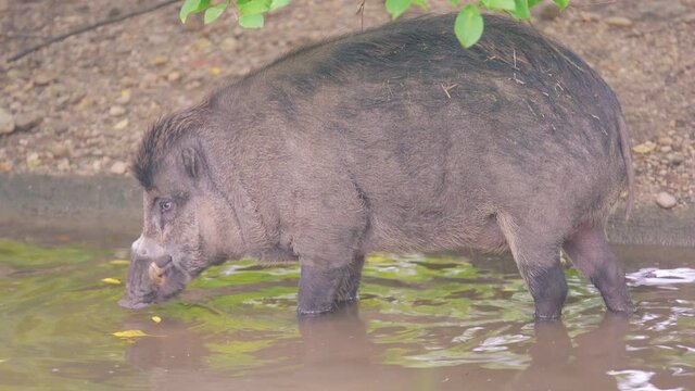 A 4k closeup footage of a Visayan warty pig drinking water from a small puddle