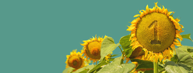 The best sunflower is number one champion isolated on green background.