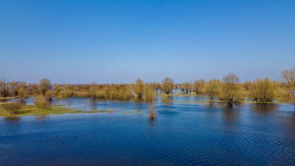Flooded trees during a period of high water. Trees in water. Landscape with spring flooding of Pripyat River near Turov, Belarus.