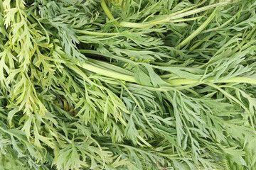 carrot tops texture background vegetable 