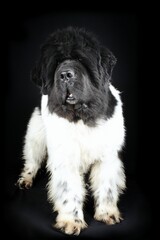 newfoundland black and white isolated on black background 